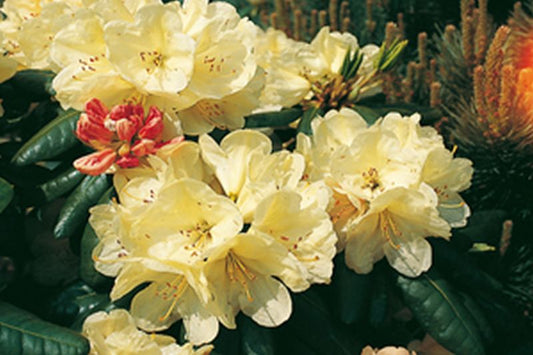 Rhododendron Hybride 'Ehrengold' - Rhododendron-Hybride 'Ehrengold'