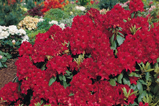 Rhododendron Hybride 'Erato' ® - Rhododendron-Hybride 'Erato' ®