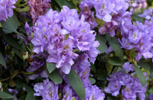 Rhododendron Hybr.'Fastuos. Flore Pleno' - Rhododendron-Hybride 'Fastuos.Flore Pleno'