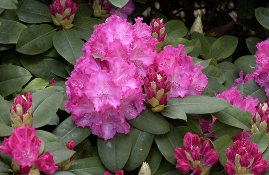 Rhododendron Hybr.'Germania' ® - Rhododendron-Hybride 'Germania' ®