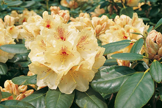 Rhododendron Hybride 'Goldbukett' - Rhododendron-Hybride 'Goldbukett'