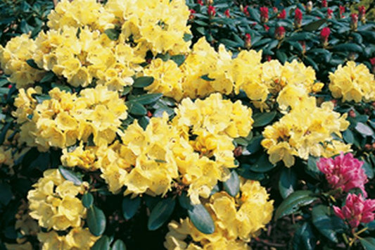 Rhododendron Hybride 'Goldkrone' ® - Rhododendron-Hybride 'Goldkrone' ®