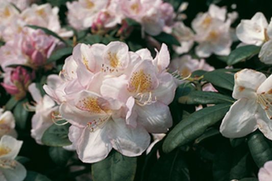 Rhododendron Hybride 'Gomer Waterer' - Rhododendron-Hybride 'Gomer Waterer'