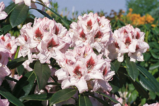 Rhododendron Hybride 'Graffito' ® - Rhododendron-Hybride 'Graffito' ®