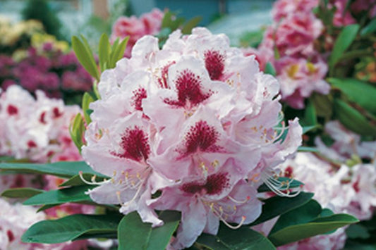 Rhododendron Hybride 'Gundula' - Rhododendron-Hybride 'Gundula'