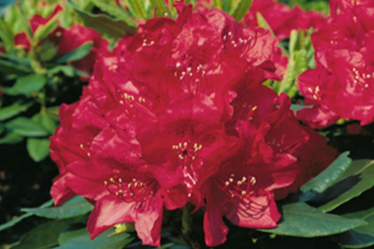 Rhododendron Hybride 'Hachmann's Feuerschein' ® - Rhododendron-Hybride 'Hachmanns Feuerschein' ®