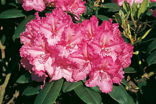 Rhododendron Hybride 'Haithabu' ® - Rhododendron-Hybride 'Haithabu' ®