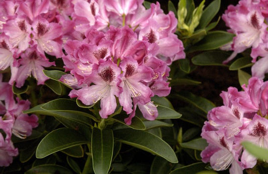 Rhododendron Hybr.'Helen Martin' - Rhododendron-Hybride 'Helen Martin'