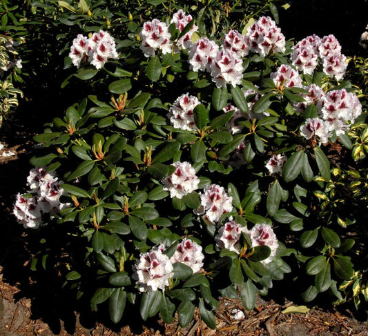 Rhododendron Hybr.'Herbstgruß' - Rhododendron-Hybride 'Herbstgruß'