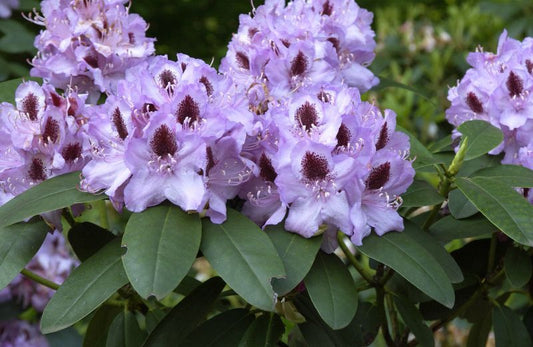 Rhododendron Hybride 'Humboldt' - Rhododendron-Hybride 'Humboldt'