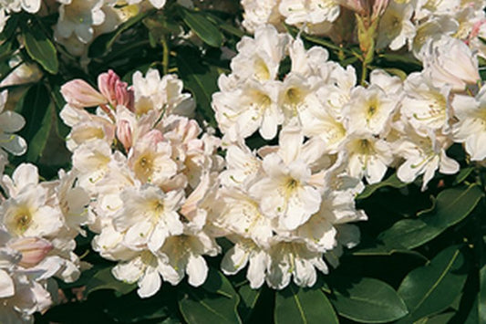 Rhododendron Hybride 'INKARHO-Dufthecke' (weiß) - Rhododendron-Hybride 'INKARHO-Dufthecke', weiß