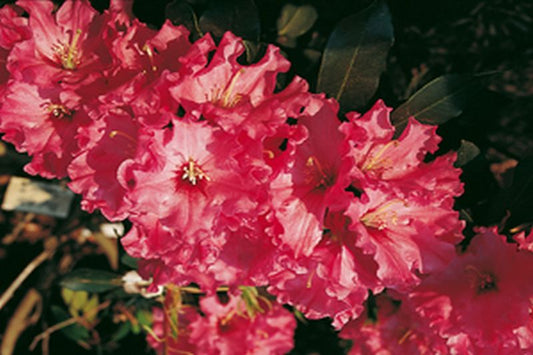 Rhododendron Hybride 'Isabel Pierce' - Rhododendron-Hybride 'Isabel Pierce'
