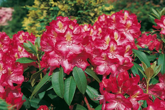 Rhododendron Hybride 'Junifeuer' - Rhododendron-Hybride 'Junifeuer'