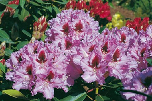 Rhododendron Hybride 'Kabarett' ® - Rhododendron-Hybride 'Kabarett' ®