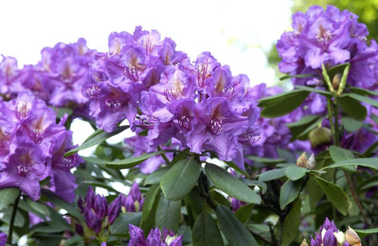 Rhododendron Hybr.'Lee's Dark Purple' - Rhododendron-Hybride 'Lee's Dark Purple'