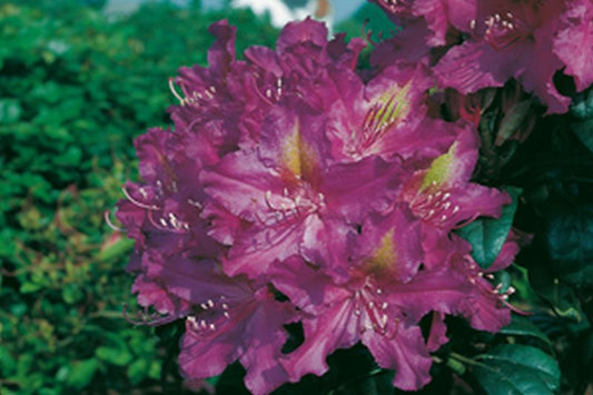 Rhododendron Hybride 'Libretto' - Rhododendron-Hybride 'Libretto'