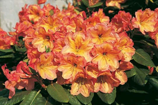 Rhododendron Hybride 'Macarena' - Rhododendron-Hybride 'Macarena'