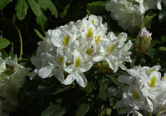 Rhododendron Hybr.'Madame Masson' - Rhododendron-Hybride 'Madame Masson'
