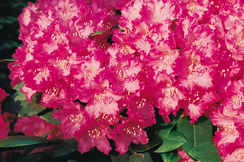 Rhododendron Hybride 'Manuela' - Rhododendron-Hybride 'Manuela'