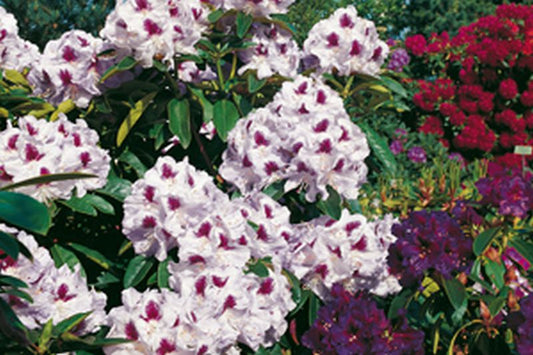Rhododendron Hybride 'Marsalla' - Rhododendron-Hybride 'Marsalla'