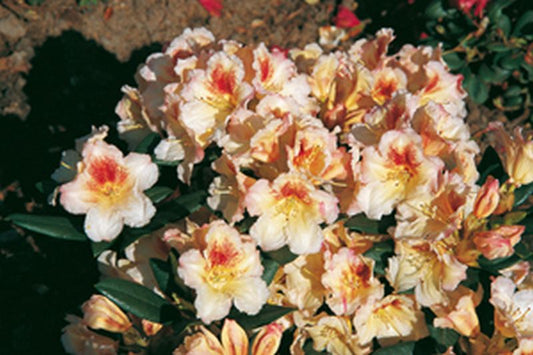 Rhododendron Hybride 'Marylou' - Rhododendron-Hybride 'Marylou'