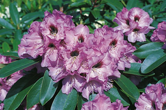 Rhododendron Hybride 'Mercator' - Rhododendron-Hybride 'Mercator'