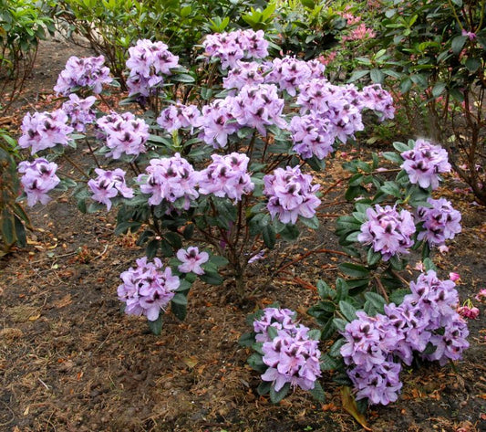 Rhododendron Hybr.'Metallica' - Rhododendron-Hybride 'Metallica'