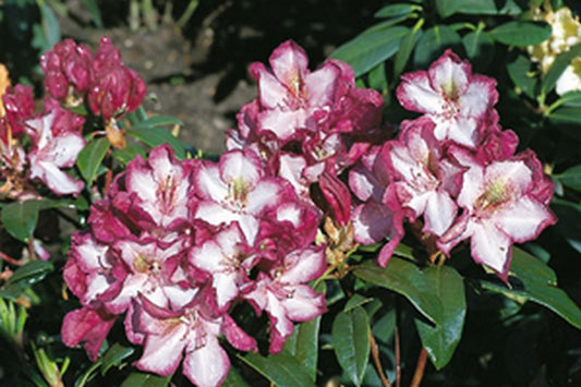 Rhododendron Hybride 'Midnight Mystique' - Rhododendron-Hybride 'Midnight Mystique'