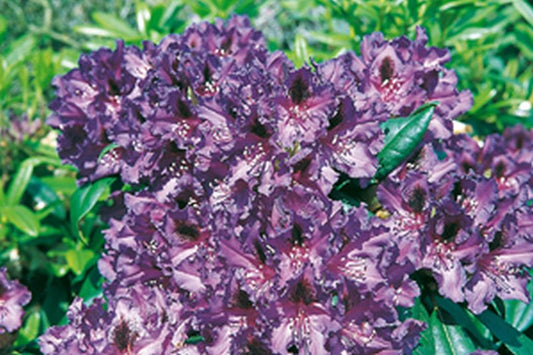 Rhododendron Hybride 'Mogambo' - Rhododendron-Hybride 'Mogambo'