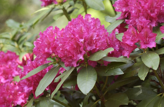 Rhododendron Hybr.'Mrs.P.den Ouden' - Rhododendron-Hybride 'Mrs.P.den Ouden'