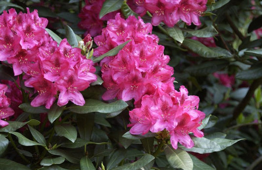 Rhododendron Hybride 'Nova Zembla' - Rhododendron-Hybride 'Nova Zembla'