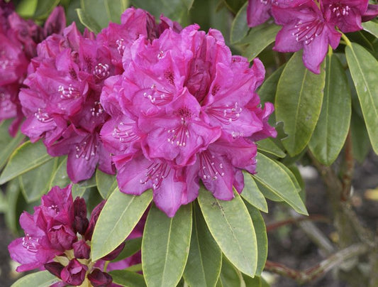 Rhododendron Hybr.'Old Port' - Rhododendron-Hybride 'Old Port'