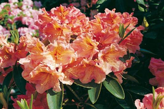 Rhododendron Hybride 'Olga' - Rhododendron-Hybride 'Olga'