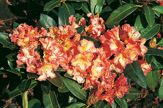 Rhododendron Hybride 'Orange Flirt' - Rhododendron-Hybride 'Orange Flirt'