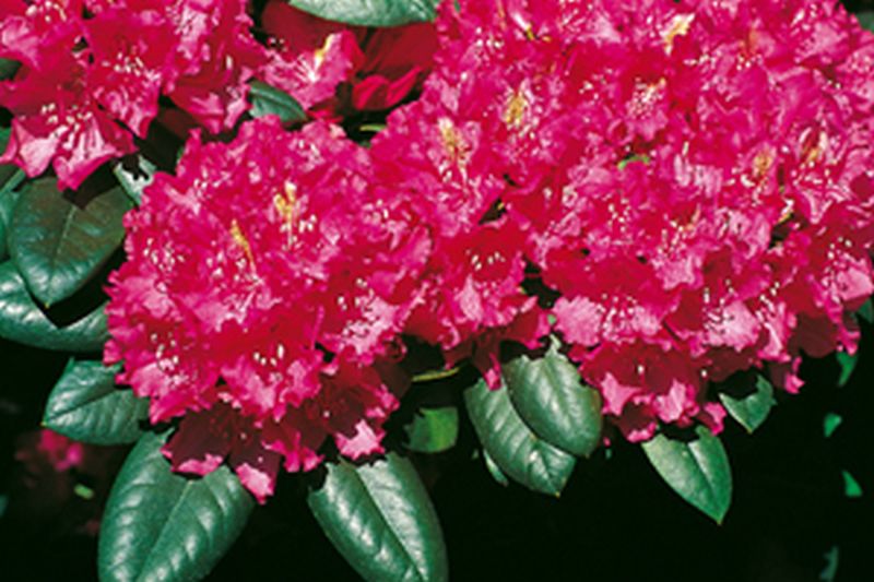 Rhododendron Hybride 'Pearce's American Beauty' - Rhododendron-Hybride 'Pearces American Beauty'