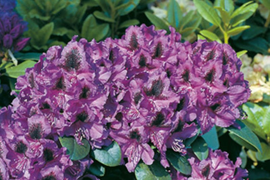 Rhododendron Hybride 'Peter Alan' - Rhododendron-Hybride 'Peter Alan'
