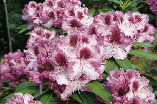 Rhododendron Hybride 'Pfauenauge' ® - Rhododendron-Hybride 'Pfauenauge' ®