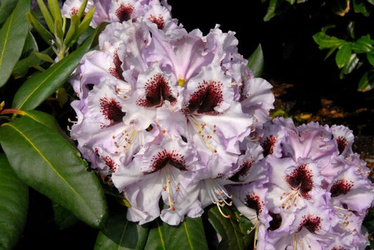 Rhododendron Hybr.'Pinguin' - Rhododendron-Hybride 'Pinguin'