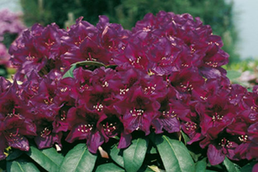 Rhododendron Hybride 'Polarnacht' - Rhododendron-Hybride 'Polarnacht'
