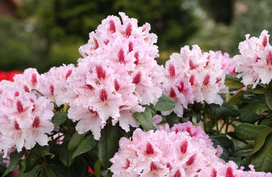 Rhododendron Hybride 'Progres' - Rhododendron-Hybride 'Progres'