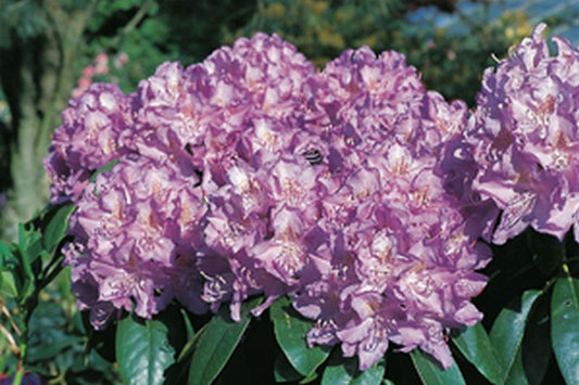 Rhododendron Hybride 'Purpureum Grandiflorum' - Rhododendron-Hybride 'Purpureum Grandiflorum'