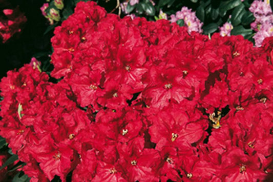 Rhododendron Hybride 'Rabatz' ® - Rhododendron-Hybride 'Rabatz' ®
