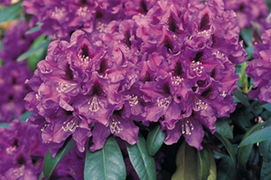 Rhododendron Hybride 'Rasputin' - Rhododendron-Hybride 'Rasputin'