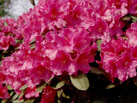 Rhododendron Hybride 'Rubescens' - Rhododendron-Hybride 'Rubescens'