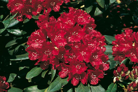 Rhododendron Hybride 'Sammetglut' - Rhododendron-Hybride 'Sammetglut'