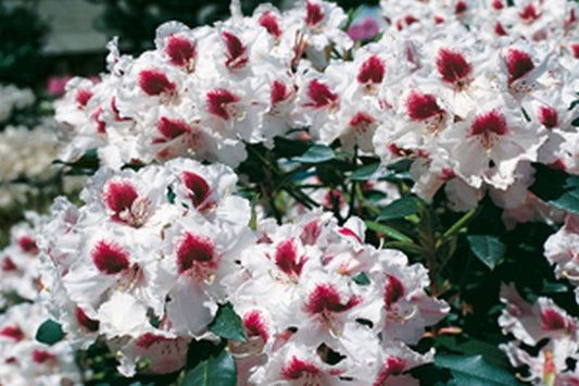 Rhododendron Hybride 'Sapporo' ® - Rhododendron-Hybride 'Sapporo' ®