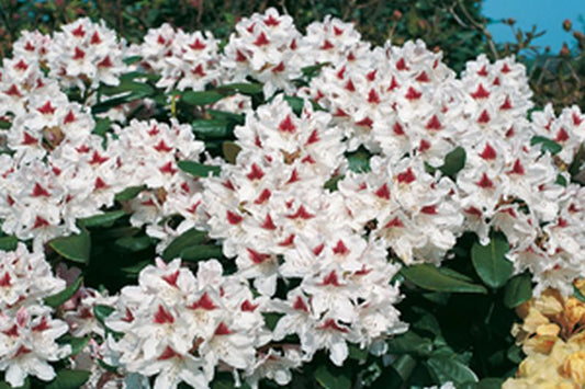 Rhododendron Hybride 'Schneeauge' - Rhododendron-Hybride 'Schneeauge'