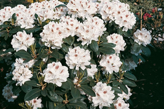 Rhododendron Hybride 'Schneebukett' - Rhododendron-Hybride 'Schneebukett'