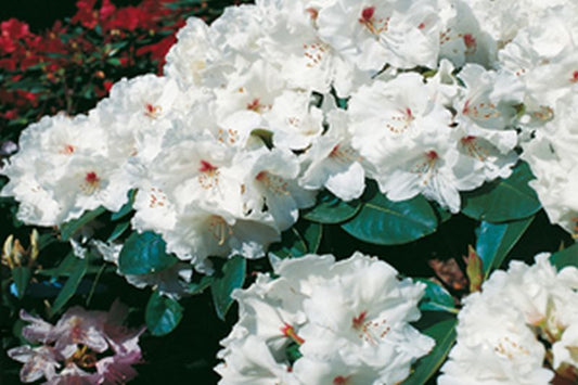 Rhododendron Hybride 'Schneespiegel' ® - Rhododendron-Hybride 'Schneespiegel' ®