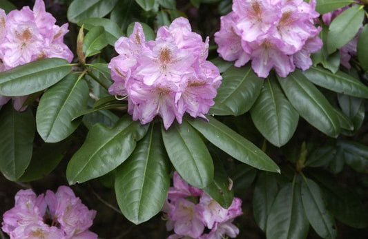 Rhododendron Hybr.'Scintillation' - Rhododendron-Hybride 'Scintillation'